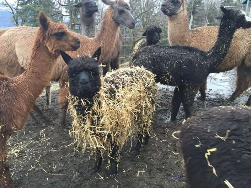 Triesenberg: Private hike with our llamas - Why This Tour Works