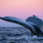 Tromsø: 24hr Northern Lights & Whale Watching Cruise - The Experience in Detail