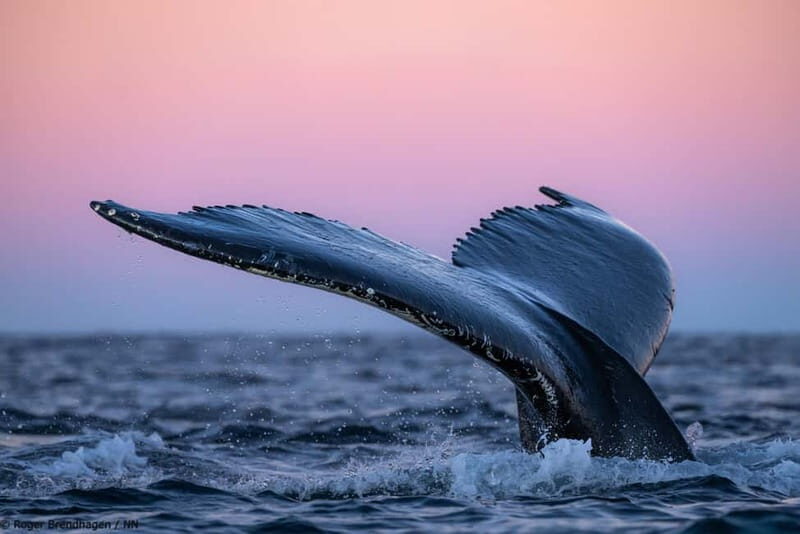 Tromsø: 24hr Northern Lights & Whale Watching Cruise - The Experience in Detail