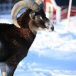 Tromsø: Cosy Farm Visit with a Chance of Northen Lights - Experiencing the Farm: What to Expect