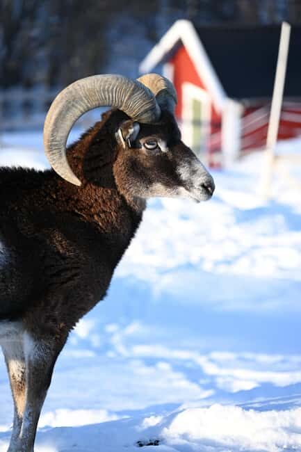 Tromsø: Cosy Farm Visit with a Chance of Northen Lights - Experiencing the Farm: What to Expect