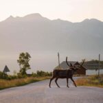 Tromsø: Fjord Tour to Sommarøy with Expert Spanish-speaking Guide - The Sum Up