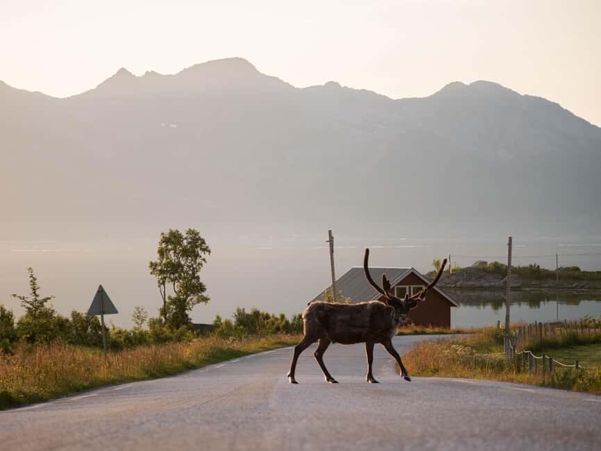 Tromsø: Fjord Tour to Sommarøy with Expert Spanish-speaking Guide - The Sum Up