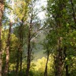 Tromsø: Guided Forest Bathing Experience - FAQ