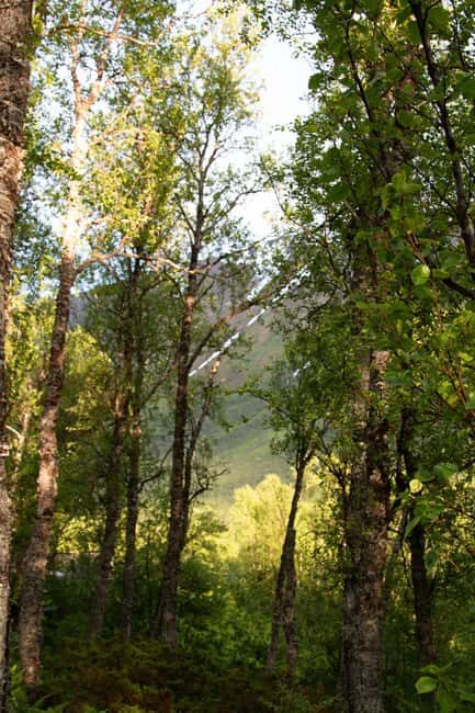 Tromsø: Guided Forest Bathing Experience - FAQ