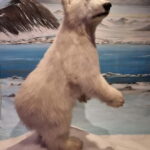Tromsø: Guided Polar Bear Walk incl. Polaria & Polar Museum - Practical Details and Value