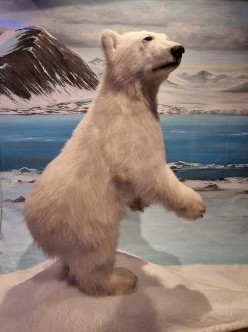 Tromsø: Guided Polar Bear Walk incl. Polaria & Polar Museum - Practical Details and Value