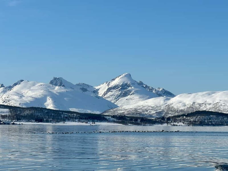 Tromsø: Private Fjord Boat Tour Around the City - What Makes This Tour Stand Out?