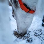 Tromsø: Sami Camp and Reindeer Experience with Lunch - Who Will Love This Tour?