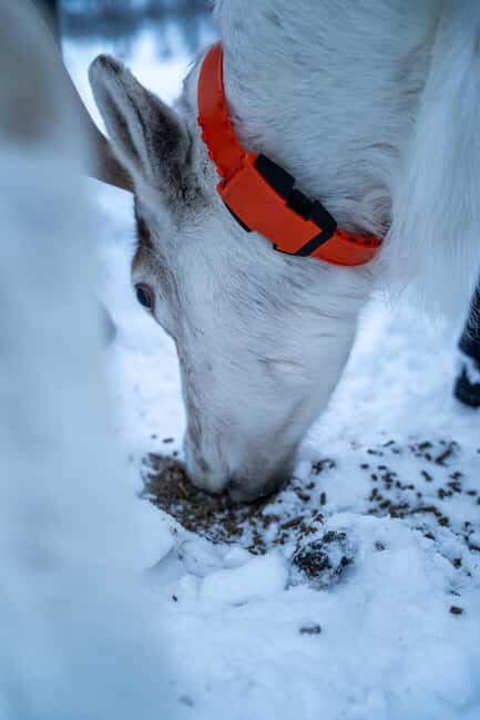 Tromsø: Sami Camp and Reindeer Experience with Lunch - Who Will Love This Tour?