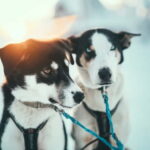 Tromsø: Self-Drive Husky Dog Sledding Adventure - What’s Included & Practical Tips