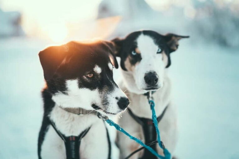 Tromsø: Self-Drive Husky Dog Sledding Adventure - What’s Included & Practical Tips