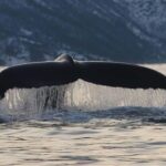 Tromsø: Skjervøy Pilothouse Boat Whale Watching Tour - Why This Tour Offers Great Value