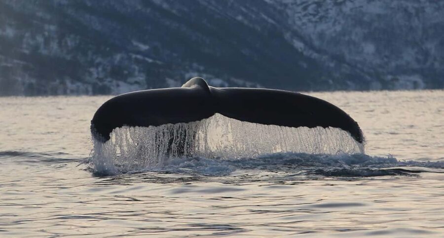Tromsø: Skjervøy Pilothouse Boat Whale Watching Tour - Why This Tour Offers Great Value