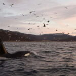 Tromsø: Skjervøy RIB Whale Watching Tour - A Deep Dive into the Experience