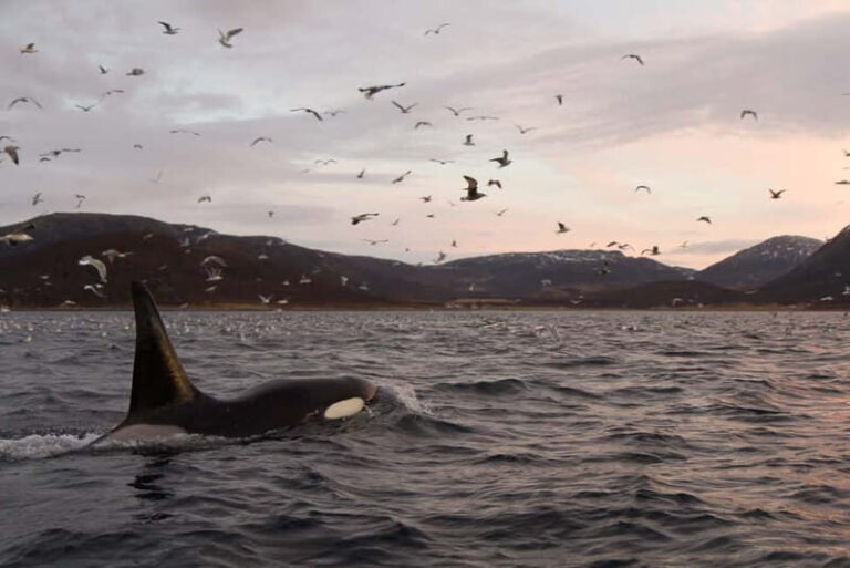 Tromsø: Skjervøy RIB Whale Watching Tour - A Deep Dive into the Experience