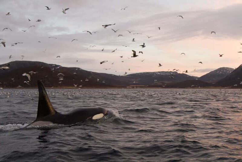 Tromsø: Skjervøy RIB Whale Watching Tour - A Deep Dive into the Experience