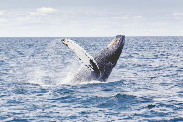 Tromsø: Whale Watching VIP Boat Tour with Lunch - The Van Transfer – Scenic and Stress-Free