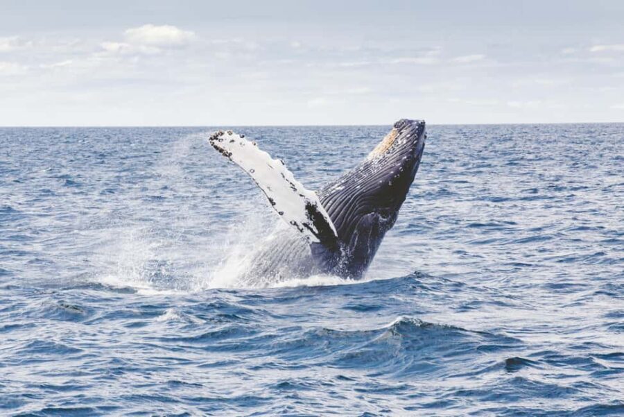 Tromsø: Whale Watching VIP Boat Tour with Lunch - The Van Transfer – Scenic and Stress-Free