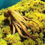 Try Scuba Diving and Snorkeling boat trip in Ibiza - The Detailed Itinerary