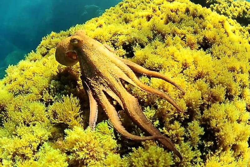 Try Scuba Diving and Snorkeling boat trip in Ibiza - The Detailed Itinerary