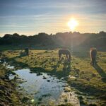 Tuili: Wild Giara Tour - What You’ll Love About the Experience