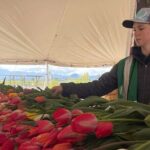 Tulip Valley Farms U Pick Experience - Why This Experience Is Worth Considering
