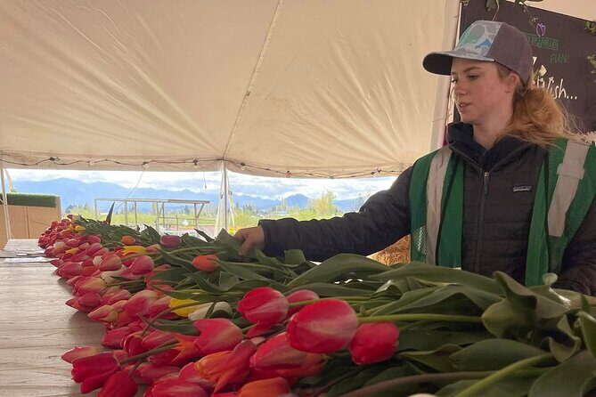 Tulip Valley Farms U Pick Experience - Why This Experience Is Worth Considering