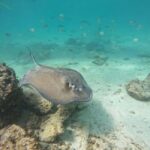 Tulum: Reef Snorkel Tour - What’s Included and What to Expect