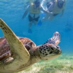 Tulum: Turtle Sighting at Akumal! Undergound Cenote - Who Should Consider This Tour?