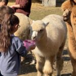 Turin: Walk with Alpacas in the Green and View of Monviso - A Detailed Look at What to Expect from This Alpaca Walk