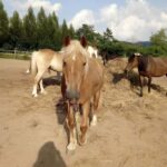 Tuscany: Garfagnana Horseback Riding Experience - FAQ
