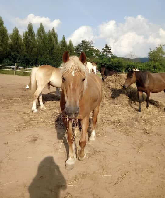 Tuscany: Garfagnana Horseback Riding Experience - FAQ