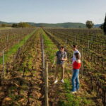 Tuscany: Wine Tasting Experience - Why This Tour Works Well