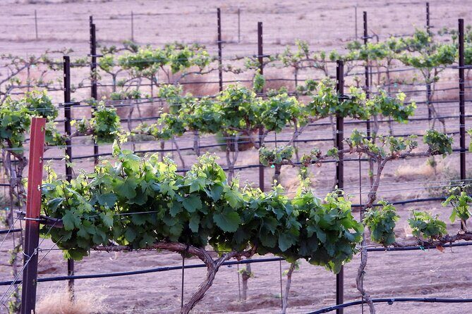 Twilight Wine and Stargazing Tour in Northern Arizona - Guided Stargazing: Telescopes and Celestial Wonders