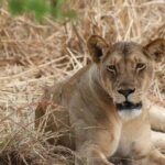 Two Days Safari by Train - Evening and Camp Setup