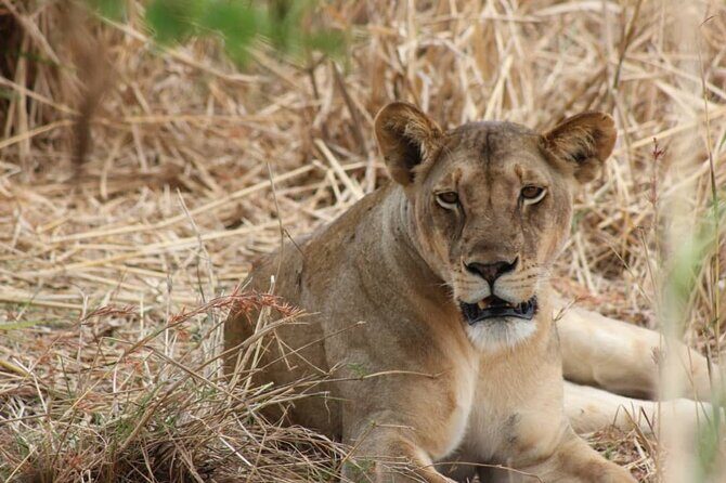 Two Days Safari by Train - Evening and Camp Setup  