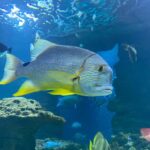Underwater Paris: A Dreamy Dive into the Aquarium de Paris - FAQ