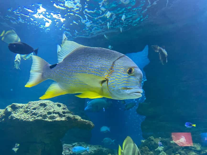Underwater Paris: A Dreamy Dive into the Aquarium de Paris - FAQ