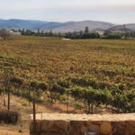 Valle de Guadalupe Tour: Wine Tastings Included - FAQ