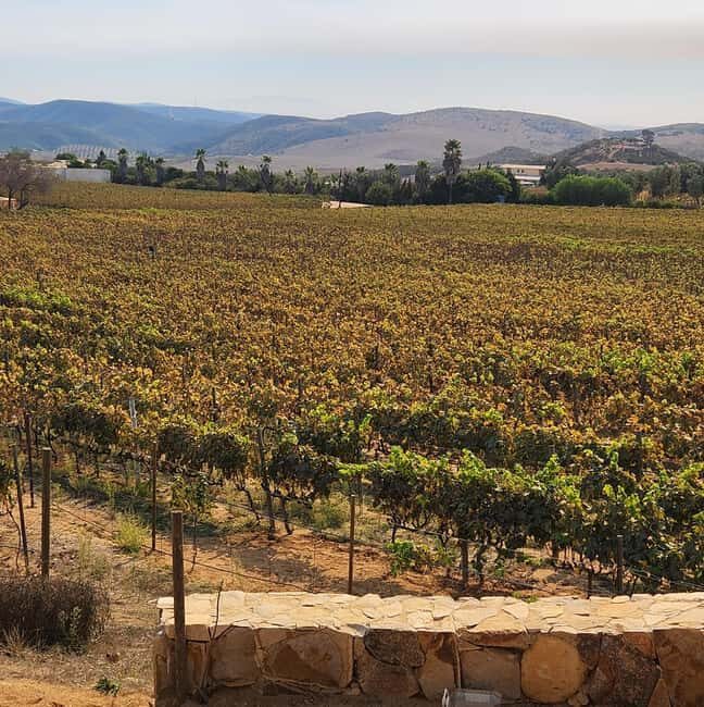 Valle de Guadalupe Tour: Wine Tastings Included - FAQ