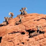Valley of Fire - What Makes This Tour Special