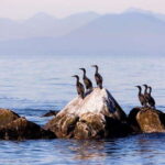Vancouver, BC: Whale Watching Tour with Guide - Who Should Consider This Tour?