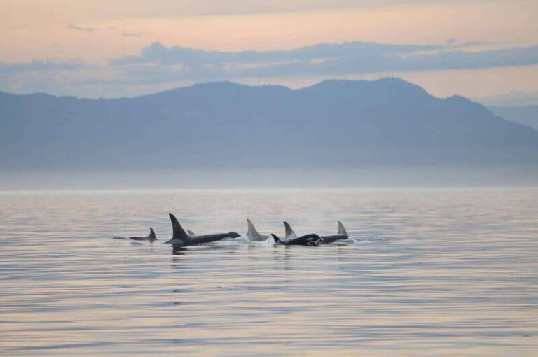 Vancouver Island: Cowichan Bay Sunset Whale Watching Tour - An In-Depth Look at the Cowichan Bay Sunset Whale Watching Tour