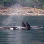 Vancouver Island: Whale Watching Tour - The Sum Up