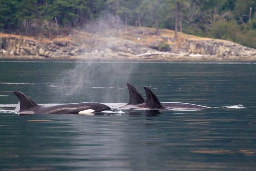 Vancouver Island: Whale Watching Tour - The Sum Up