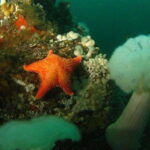 Vancouver: Scuba Boat Dive in Horseshoe Bay - An In-Depth Look at the Vancouver Scuba Boat Dive Tour