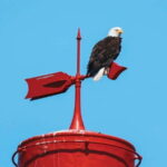 Vancouver: Waterfront Sightseeing Tour - City and Nature - The Value and Practical Considerations