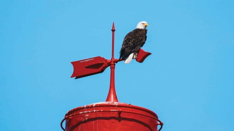 Vancouver: Waterfront Sightseeing Tour - City and Nature - The Value and Practical Considerations  