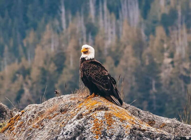 Vancouver: Waterfront Sightseeing Tour - City and Waterfall - Why This Tour Works Well